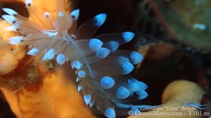 Nudibranch Zephyrinidae (Janolus Cristatus)