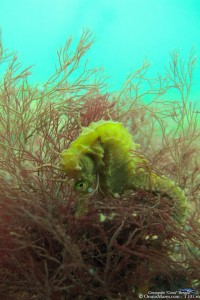 SeaHorse Black Sea